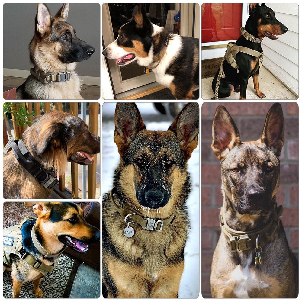 Dog Collar - East Pass Shopping Store