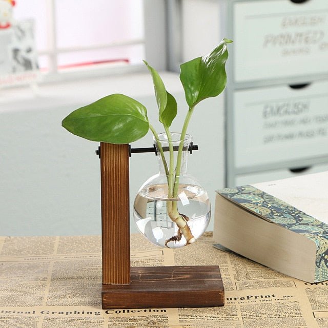 Hydroponic Transparent Plant Vases - East Pass Shopping Store