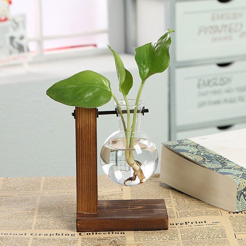 Hydroponic Transparent Plant Vases - East Pass Shopping Store